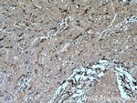 CRMP4 Antibody in Immunohistochemistry (Paraffin) (IHC (P))