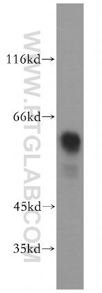 CRMP4 Antibody in Western Blot (WB)