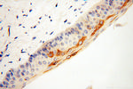 TULP1 Antibody in Immunohistochemistry (Paraffin) (IHC (P))