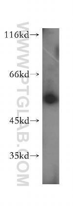 PAOX Antibody in Western Blot (WB)