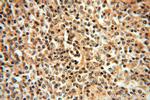 IRF8 Antibody in Immunohistochemistry (Paraffin) (IHC (P))