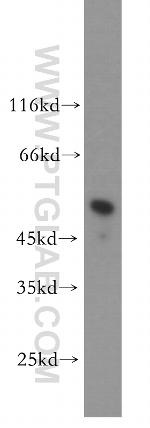 IRF8 Antibody in Western Blot (WB)