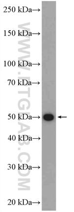 BMP15 Antibody in Western Blot (WB)