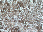 BMP15 Antibody in Immunohistochemistry (Paraffin) (IHC (P))