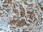 BMP15 Antibody in Immunohistochemistry (Paraffin) (IHC (P))