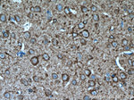 nNOS Antibody in Immunohistochemistry (Paraffin) (IHC (P))