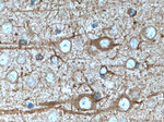 nNOS Antibody in Immunohistochemistry (Paraffin) (IHC (P))