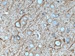 nNOS Antibody in Immunohistochemistry (Paraffin) (IHC (P))