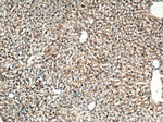 iNOS Antibody in Immunohistochemistry (Paraffin) (IHC (P))