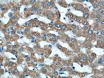 iNOS Antibody in Immunohistochemistry (Paraffin) (IHC (P))