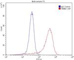 EGFR Antibody in Flow Cytometry (Flow)