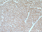 DOCK9 Antibody in Immunohistochemistry (Paraffin) (IHC (P))