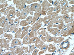 DOCK9 Antibody in Immunohistochemistry (Paraffin) (IHC (P))