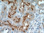 DOCK9 Antibody in Immunohistochemistry (Paraffin) (IHC (P))