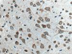 SLC24A4 Antibody in Immunohistochemistry (Paraffin) (IHC (P))