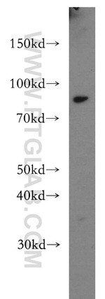 SLC24A4 Antibody in Western Blot (WB)