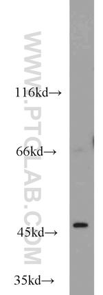 Oct6 Antibody in Western Blot (WB)