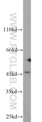 BRN2 Antibody in Western Blot (WB)