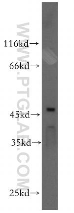 BRN2 Antibody in Western Blot (WB)