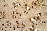 POU3F3 Antibody in Immunohistochemistry (Paraffin) (IHC (P))