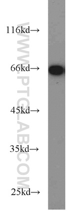 POU3F3 Antibody in Western Blot (WB)