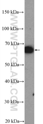 POU3F3 Antibody in Western Blot (WB)