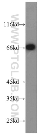 POU3F3 Antibody in Western Blot (WB)