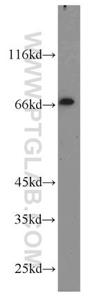 POU3F3 Antibody in Western Blot (WB)