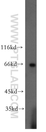 POU3F3 Antibody in Western Blot (WB)