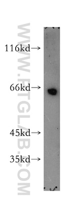 POU3F3 Antibody in Western Blot (WB)