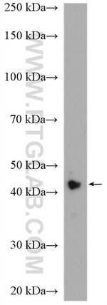 VEGF Antibody in Western Blot (WB)