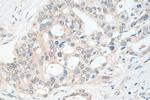 ZFP36L2 Antibody in Immunohistochemistry (Paraffin) (IHC (P))