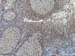 NOX2 Antibody in Immunohistochemistry (Paraffin) (IHC (P))