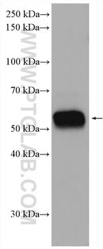 NOX2 Antibody in Western Blot (WB)