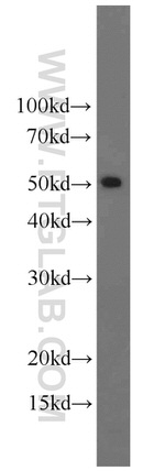 BAG1 Antibody in Western Blot (WB)