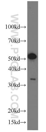 BAG1 Antibody in Western Blot (WB)