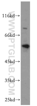 BAG1 Antibody in Western Blot (WB)