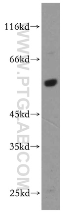 BAG1 Antibody in Western Blot (WB)