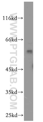 BAG1 Antibody in Western Blot (WB)