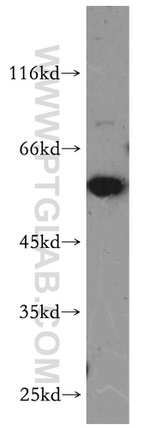 BAG1 Antibody in Western Blot (WB)