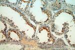 CRISP2 Antibody in Immunohistochemistry (Paraffin) (IHC (P))