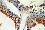 CRISP2 Antibody in Immunohistochemistry (Paraffin) (IHC (P))