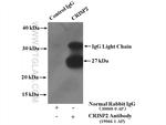 CRISP2 Antibody in Immunoprecipitation (IP)