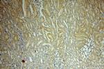 BRUNOL6 Antibody in Immunohistochemistry (Paraffin) (IHC (P))