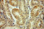 BRUNOL6 Antibody in Immunohistochemistry (Paraffin) (IHC (P))