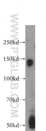 BMPR2 Antibody in Western Blot (WB)