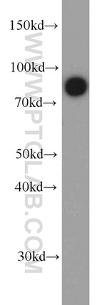 LINGO1 Antibody in Western Blot (WB)