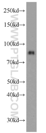 LINGO1 Antibody in Western Blot (WB)