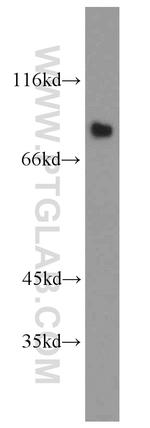 LINGO1 Antibody in Western Blot (WB)