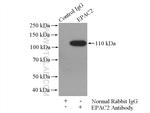 EPAC2 Antibody in Immunoprecipitation (IP)